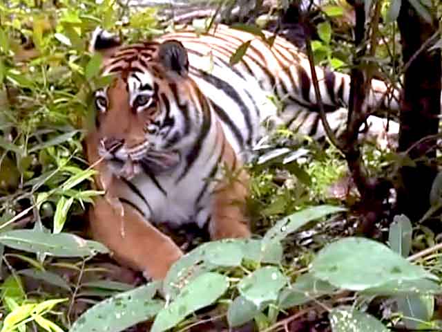 बाघ बचाओ अभियान : बसावट की राह पर पन्ना नेशनल पार्क