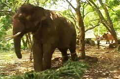 After Years of Abuse, Sunder, the Elephant is Home at Last After Years of Abuse, Sunder, the Elephant is Home at Last