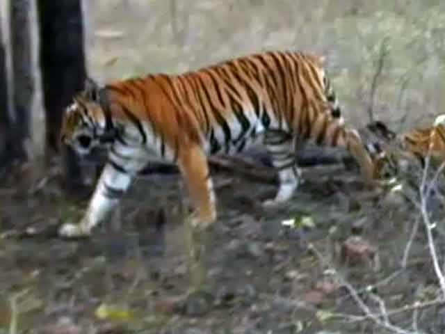 Panna: The Road to Recovery - Part 2