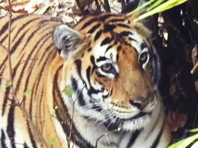 बाघ बचाओ अभियान : बसावट की राह पर पन्ना, भाग-2