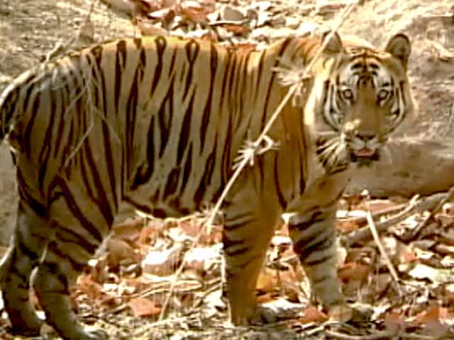 बाघ बचाओ मुहिम : बफर जोन और गलियारों की सुरक्षा बढ़ाई जाए
