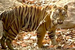 बाघ बचाओ मुहिम : बफर जोन और गलियारों की सुरक्षा बढ़ाई जाए बाघ बचाओ मुहिम : बफर जोन और गलियारों की सुरक्षा बढ़ाई जाए