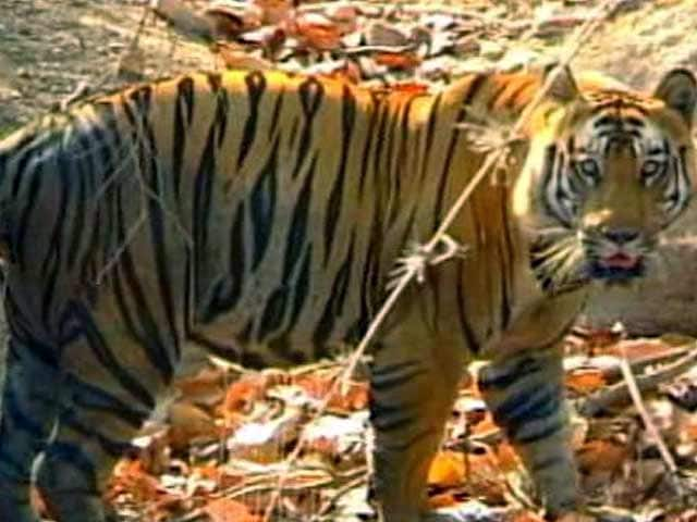 Video : The Tiger Agenda: Increased Protection of Buffer Zones and Corridors