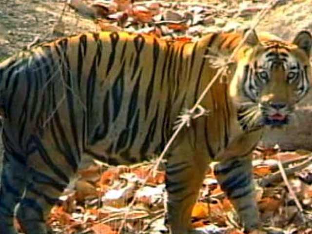 The Tiger Agenda: Increased Protection of Buffer Zones and Corridors