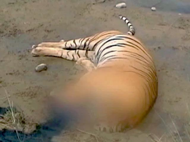 बाघ बचाओ मुहिम : क्या-क्या किया जा रहा है शिकार रोकने के लिए...?