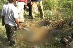 The Tiger Agenda: Is Zero-Tolerance to Poaching Possible? The Tiger Agenda: Is Zero-Tolerance to Poaching Possible?