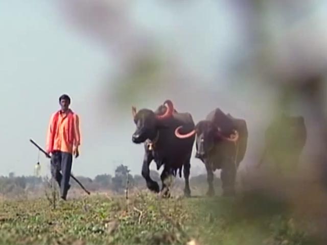 कमजोर मॉनसून से फीकी पड़ सकती है 'अच्छे दिनों' की उम्मीद