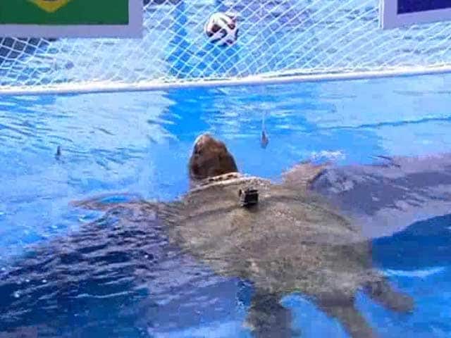 Video : FIFA World Cup: Oracle Turtle Picks Brazil to Win Title