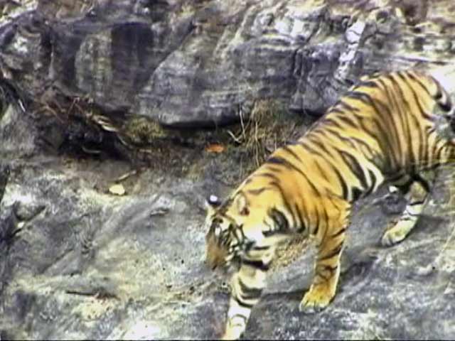 पेंच : किप्लिंग का जंगल