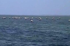 India's Second Largest Salt Water Lake Under Threat India's Second Largest Salt Water Lake Under Threat