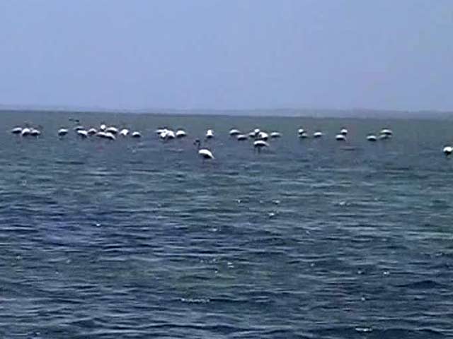 India's Second Largest Salt Water Lake Under Threat