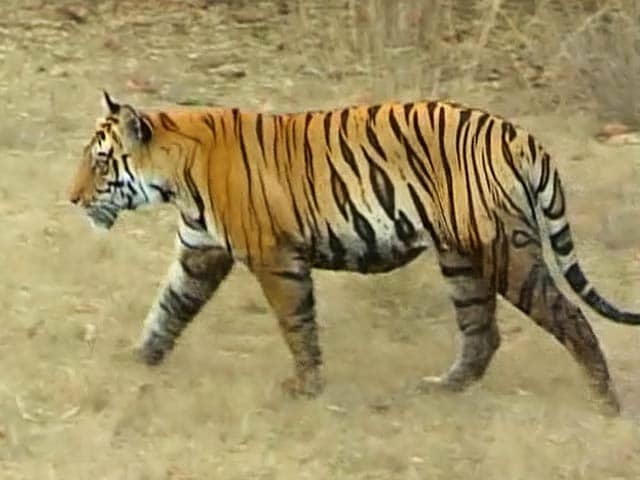 Video : बाघ बचाओ अभियान : तडोबा अंधारी टाइगर रिजर्व