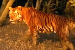 Deciphering the Sundarbans Deciphering the Sundarbans