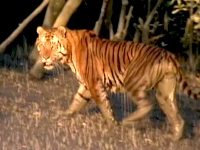 Video : बाघ बचाओ अभियान : सुंदरबन के रहस्य