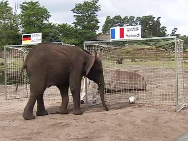 Video : FIFA World Cup: Nelly the Elephant Picks Germany to Enter Semis