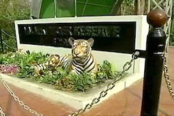 Valmiki Tiger Reserve - The Resurgence Valmiki Tiger Reserve - The Resurgence