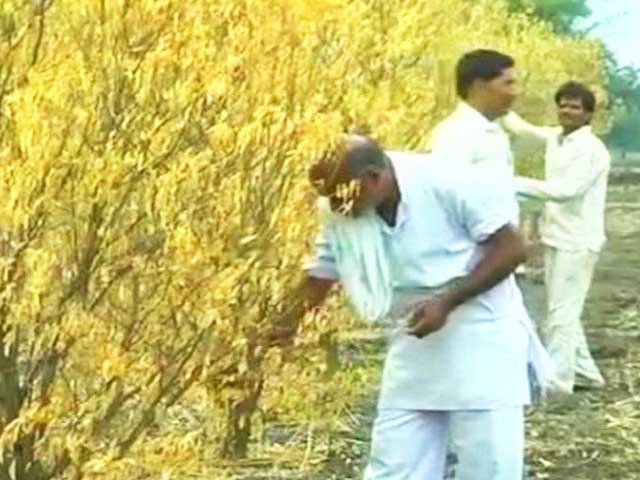 Poor Monsoon Sours Hope for Orange Farmers in Madhya Pradesh