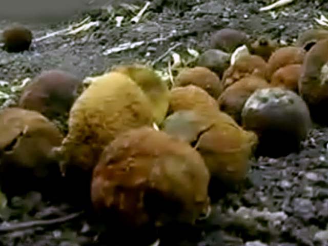 कम बारिश से मध्य प्रदेश के संतरा किसान बेहाल