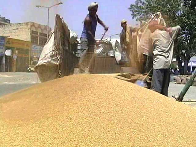 India Helps Decipher Secrets of Wheat Genes