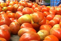 हद से ज़्यादा लाल टमाटर हद से ज़्यादा लाल टमाटर