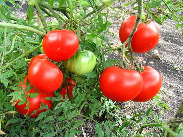 बैंगलुरु : कृषि वैज्ञानिकों ने लगाए टमाटर के पेड़