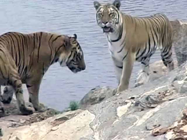 बांदीपुर टाइगर रिजर्व : सफलता और चुनौतियां