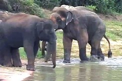 With a New Girlfriend, Sunder, the Elephant Moves Towards Recovery With a New Girlfriend, Sunder, the Elephant Moves Towards Recovery