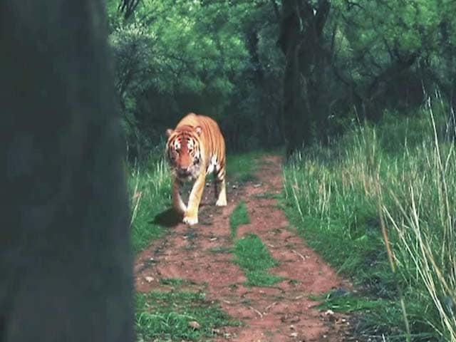 Video : Tigers Are Irreplaceable: Sign up Now to Save Our Tigers