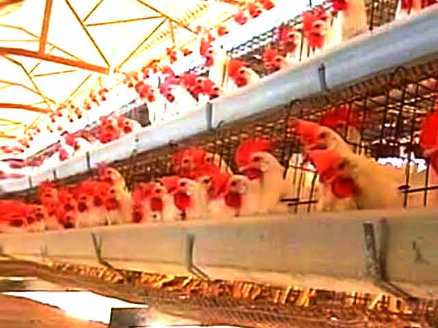 Videos : चिकन में है एंटीबायोटिक : सीएसई