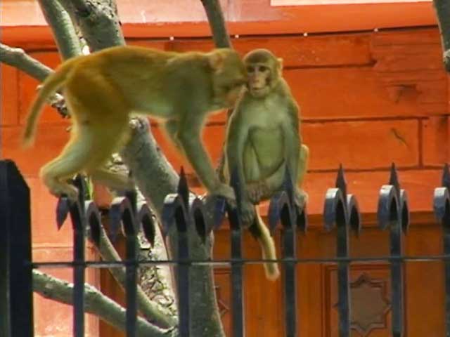 आदमी बने लंगूर!