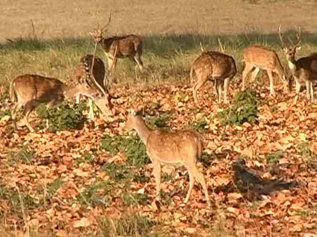 Alarmed at Wildlife Board Rejig, Green Activists Demand PM's Intervention