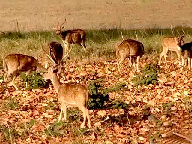 Centre, Green Activists at Loggerheads?