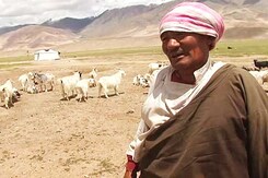 In Ladakh, Life of a Refugee Bordering on Misery In Ladakh, Life of a Refugee Bordering on Misery