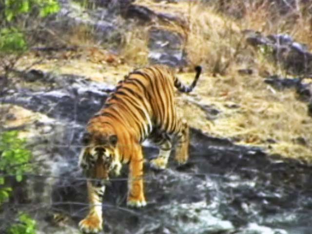 Video : बाघों की बढ़ती संख्या से संवर गईं इंसानी जिंदगियां