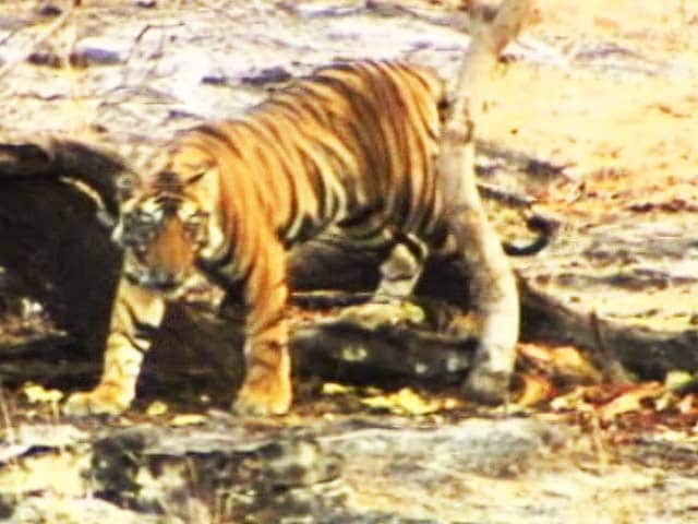 Video : Save Our Tigers: Helping Local Communities Develop Alternative Livelihoods