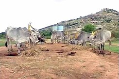 Karnataka Running Out of Fodder, Its Livestock May Face Starvation Karnataka Running Out of Fodder, Its Livestock May Face Starvation