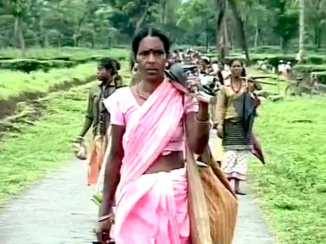 Bitter Brew: Closed Tea Gardens, Abandoned Workers