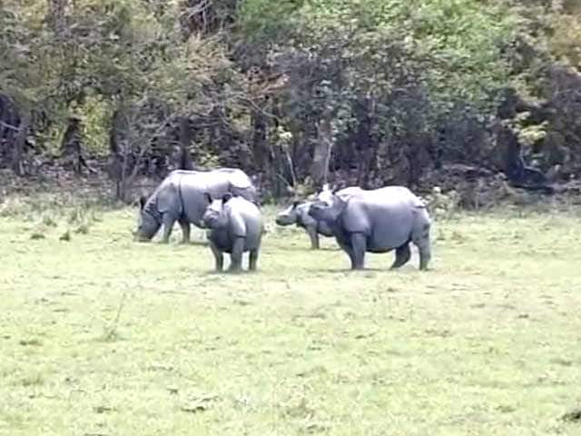 Video : 22 Rhinos Killed at Kaziranga This Year; Minister Promises Action