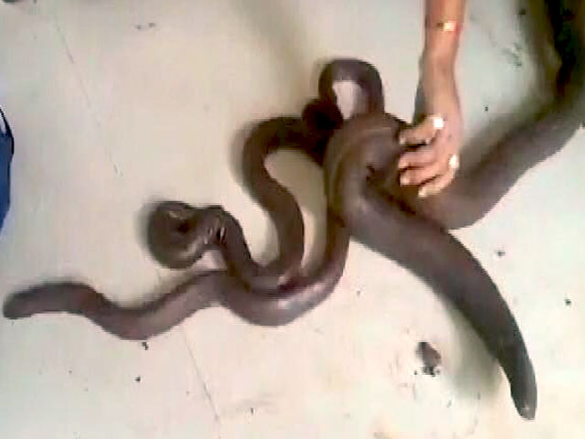 तस्करों के कब्जे से 5 करोड़ के दोमुंहे सांप बरामद