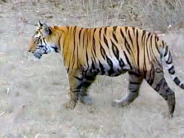 Video : बाघ बचाओ मुहिम : तडोबा अंधारी टाइगर रिजर्व का हाल