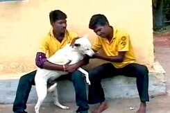 Save the Dog, Save the Tiger Save the Dog, Save the Tiger