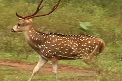 पर्यावरण सुरक्षा से समझौता? पर्यावरण सुरक्षा से समझौता?