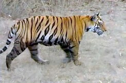 Sighting the Indian Tiger Sighting the Indian Tiger