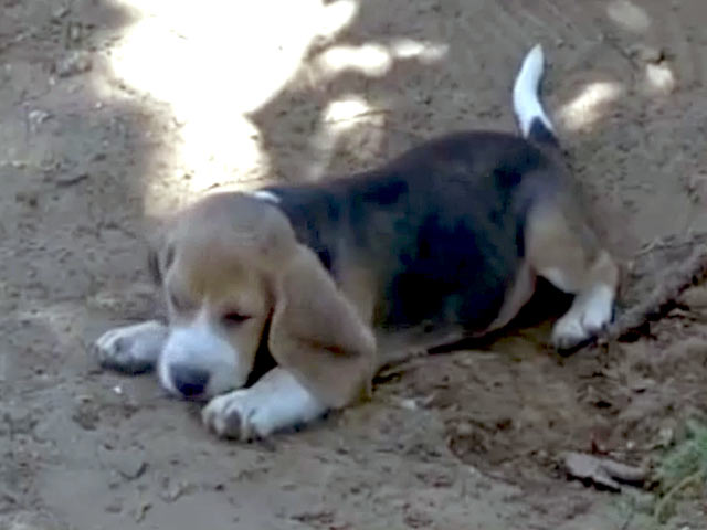 और वापस लौट आया मंत्रीजी का कुत्ता ‘चार्ली’