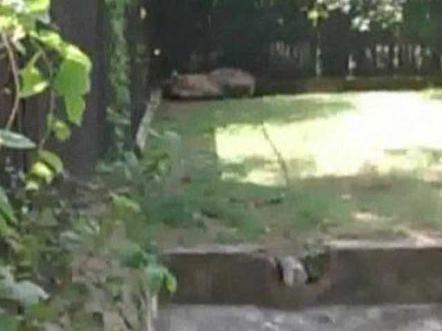 दिल्ली के चिड़ियाघर में बाघ का शिकार बना नवयुवक