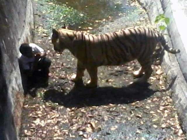 tiger attack man in zoo