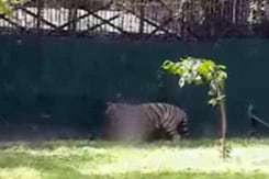 Death in Delhi Zoo Death in Delhi Zoo