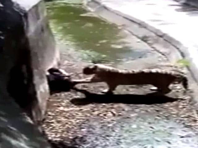 Video : Man Killed By White Tiger Blamed; He Was Mentally ill, Says Delhi Zoo