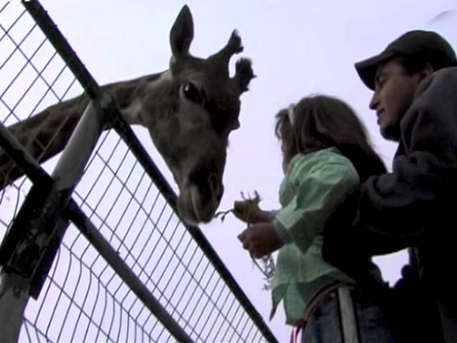 The Colour of Olives: Life of a Palestinian Family Living Under Extraordinary Conditions, Part 3