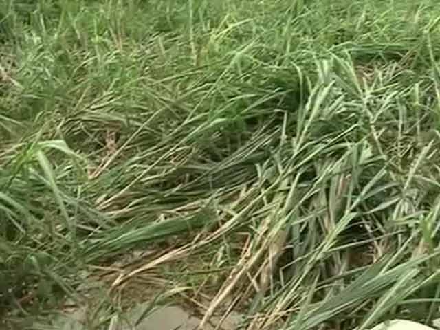 In Rural Andhra Pradesh, Farmers Bear the Brunt of Hudhud